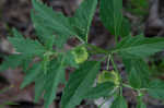 Longleaf groundcherry